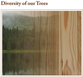 currier forest products unique pieces tree diversity
